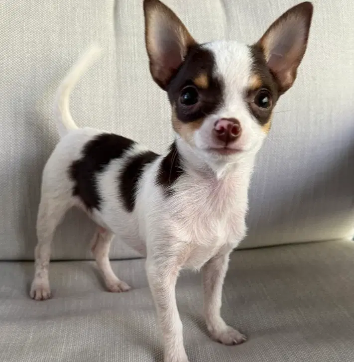 Casanova - Chihuahua