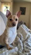adoptable Dog in lebanon, PA named Tucker
