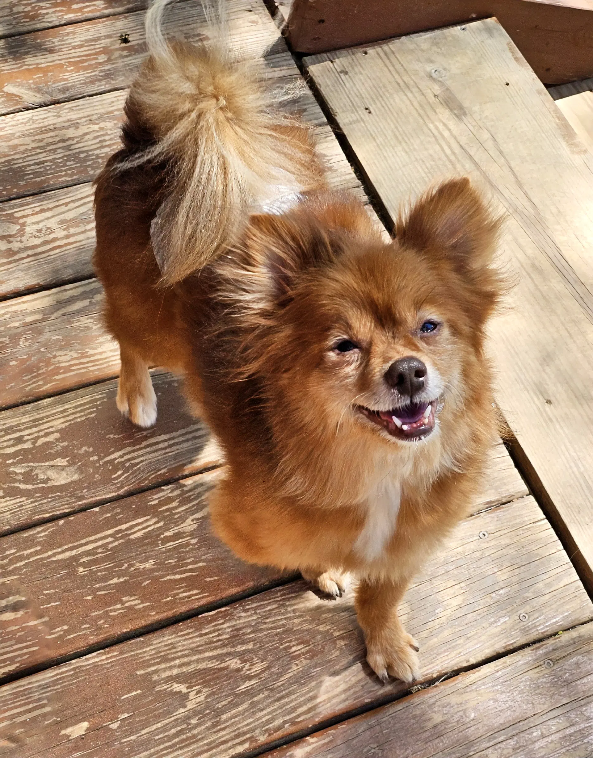 Miwak - Pomeranian