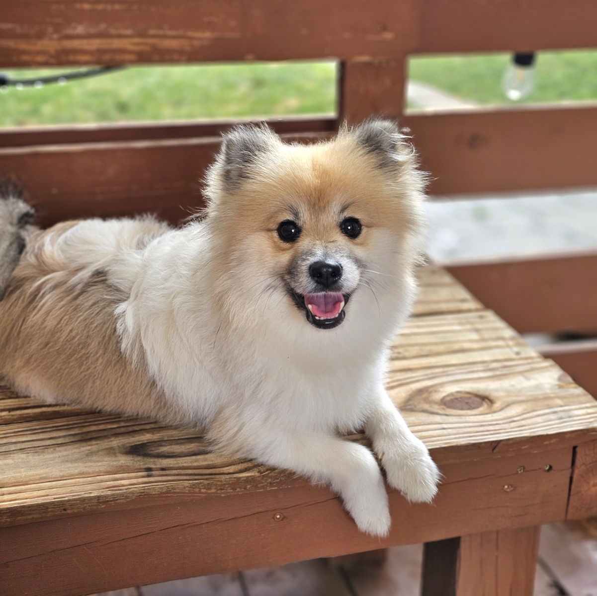 adoptable Dog in Lebanon, PA named Mitch