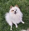 adoptable Dog in lebanon, PA named Kodi