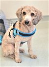 adoptable Dog in lebanon, PA named Copper