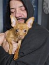 adoptable Dog in  named Pedro