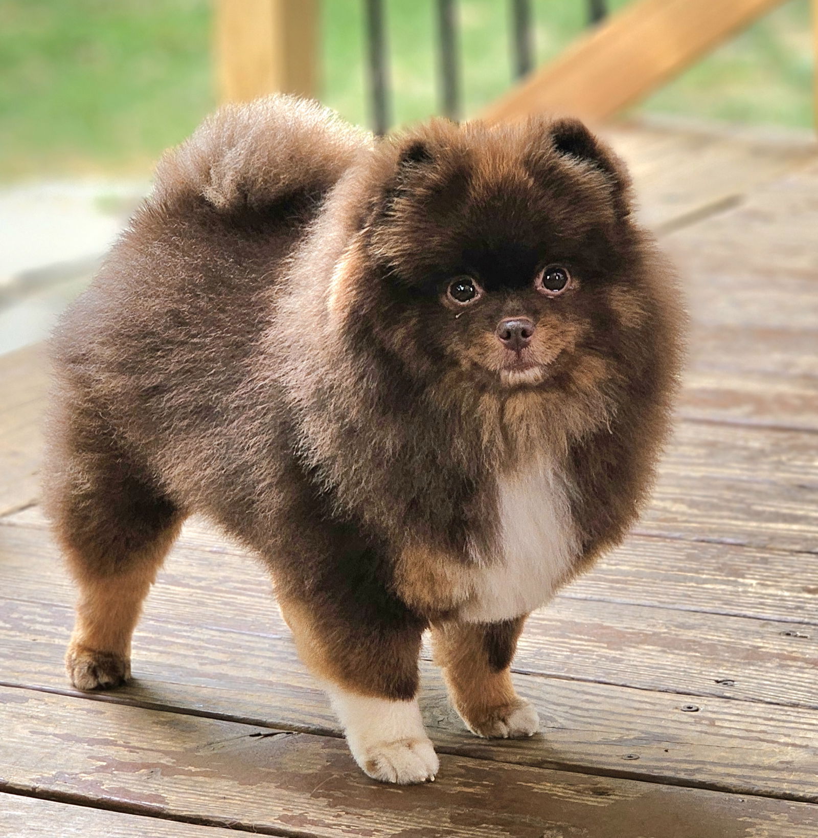 adoptable Dog in Lebanon, PA named Chocolate Charlie