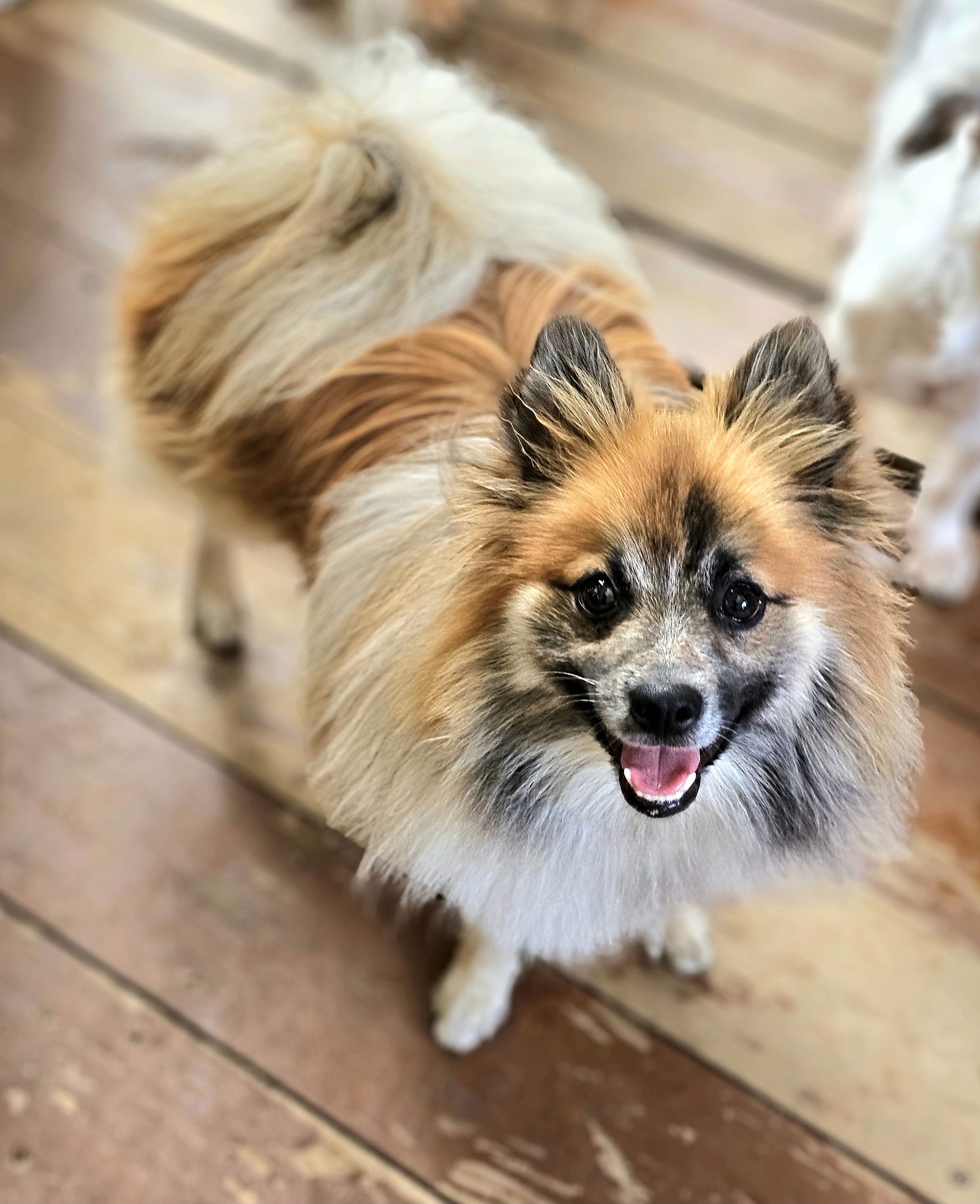 adoptable Dog in Lebanon, PA named Gimli II