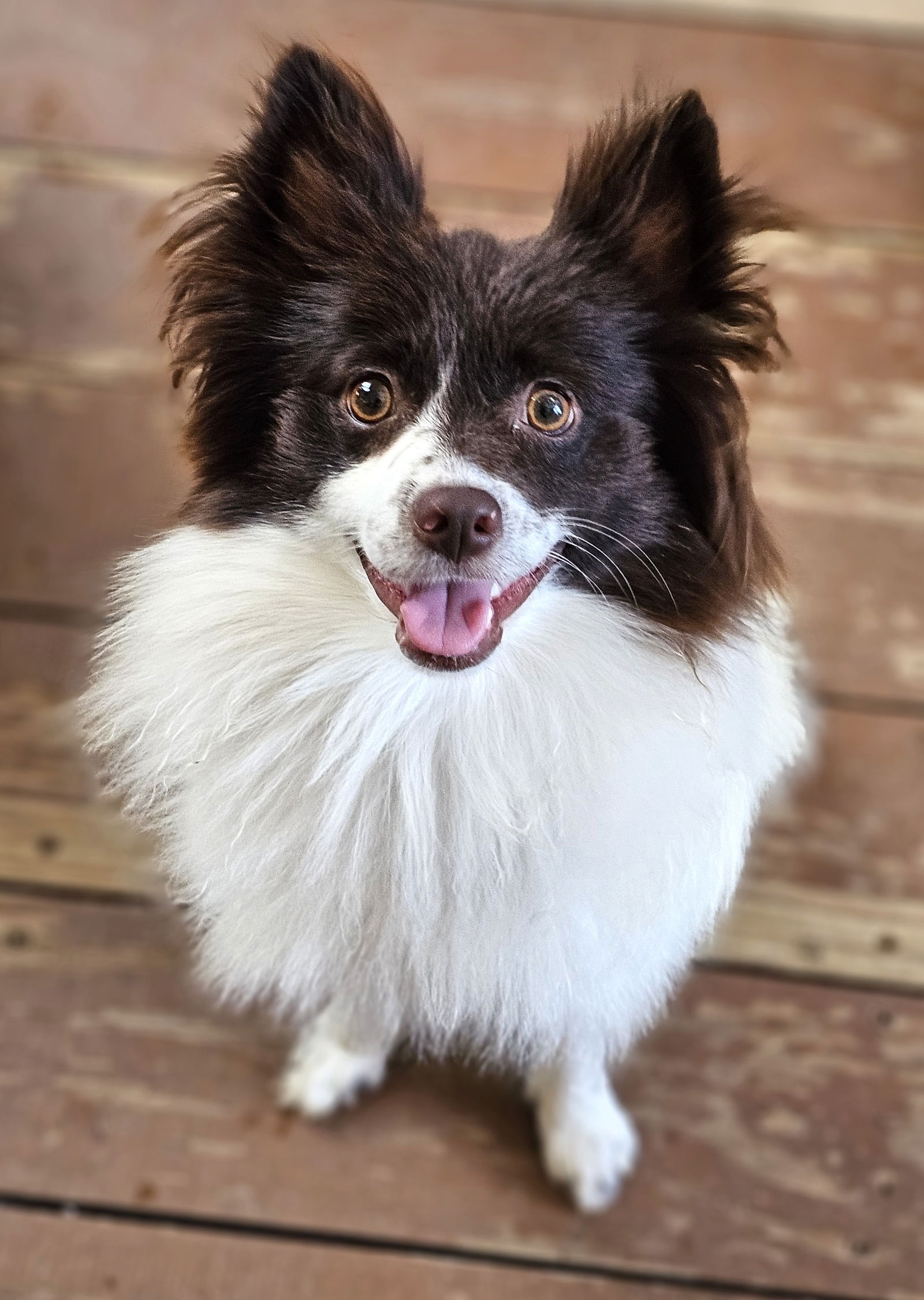 adoptable Dog in Lebanon, PA named Pippin Parker