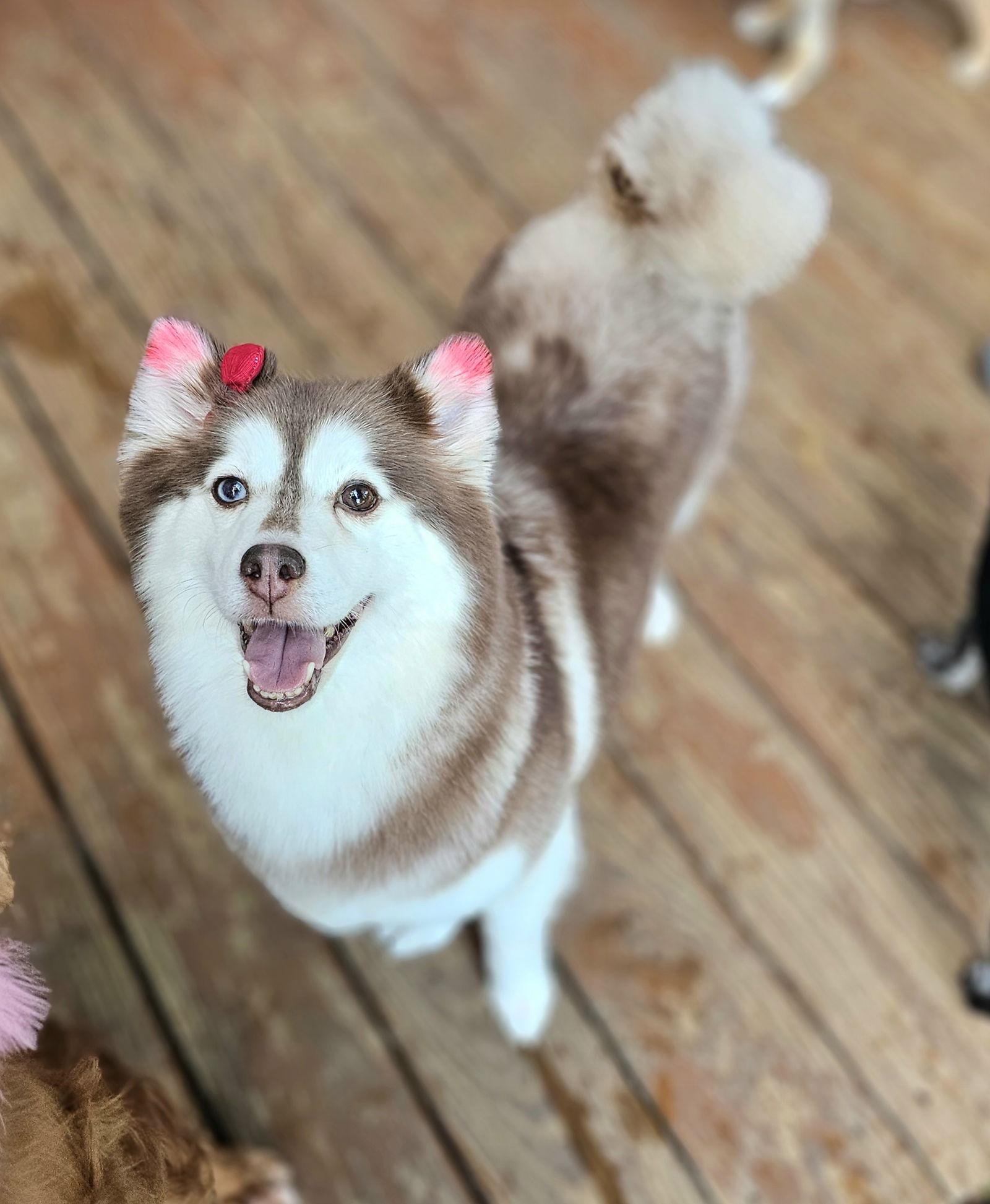 adoptable Dog in Lebanon, PA named Twinkle