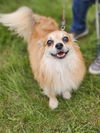 Paco