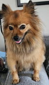 adoptable Dog in  named Beau