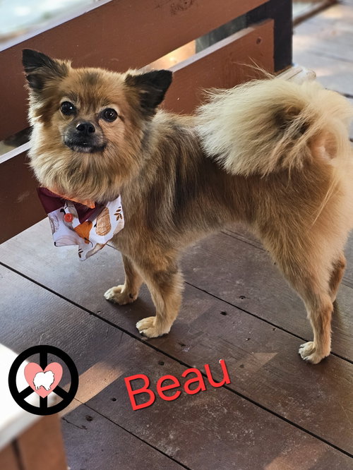 Beau — thumbnail 3