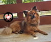Beau - Photo 4