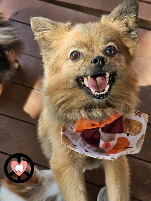 picture of the dog needing adoption