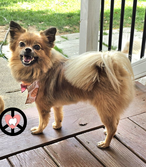 BEAU - Pomeranian available for adoption