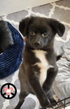 adoptable Dog in lebanon, PA named Berry