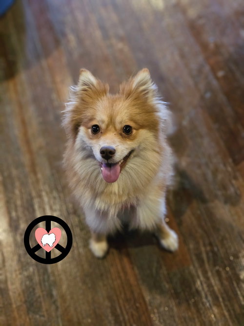 picture of the dog needing adoption