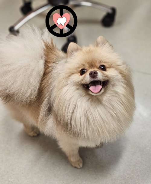 picture of the dog needing adoption