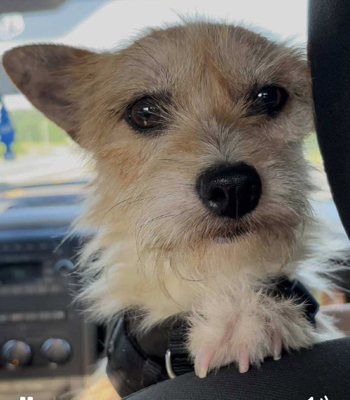 TORO - Terrier available for adoption