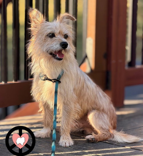 TORO - Terrier available for adoption