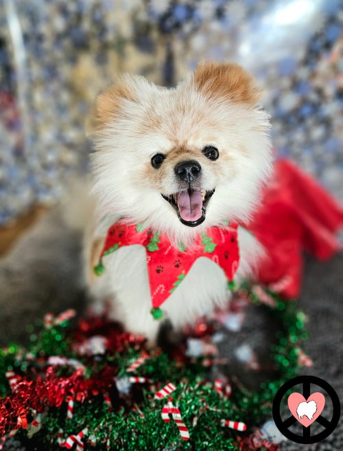 picture of the dog needing adoption
