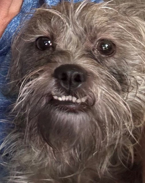 Bailey