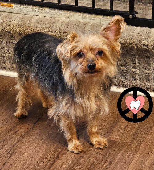 Bentlee — thumbnail 2