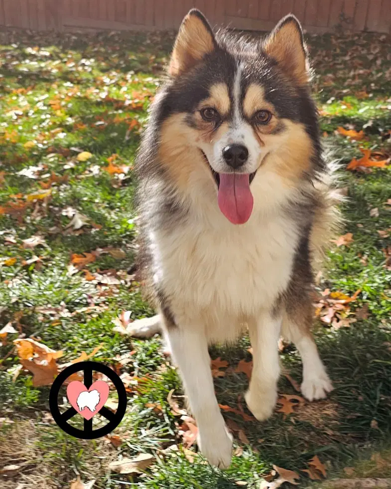 Poncho - Pomeranian