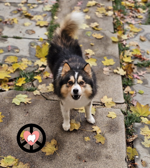 Poncho