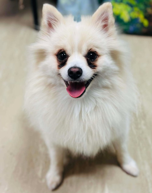 Miko — thumbnail 2