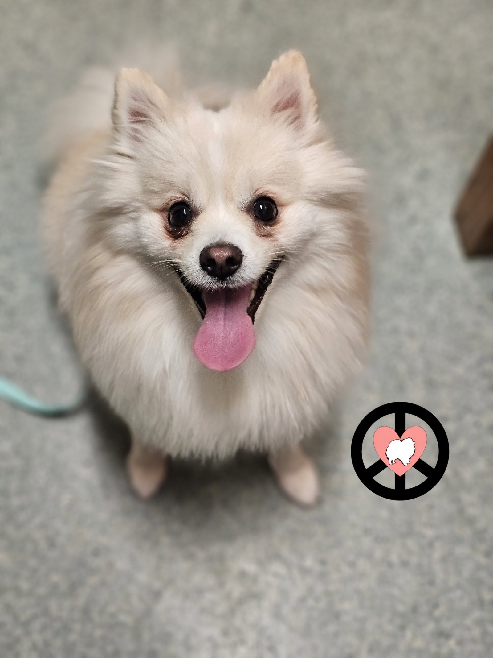 Miko Image