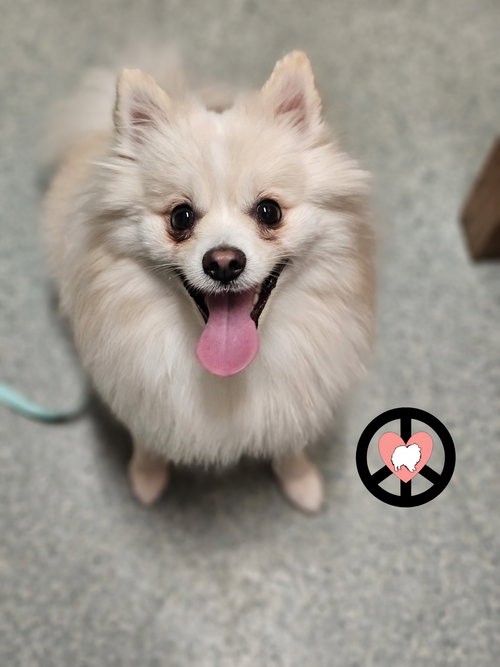 Miko