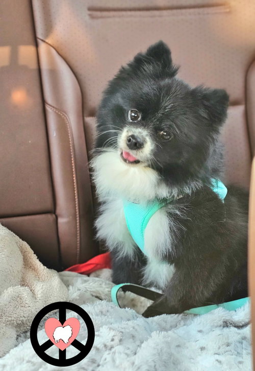 Timmy — thumbnail 2