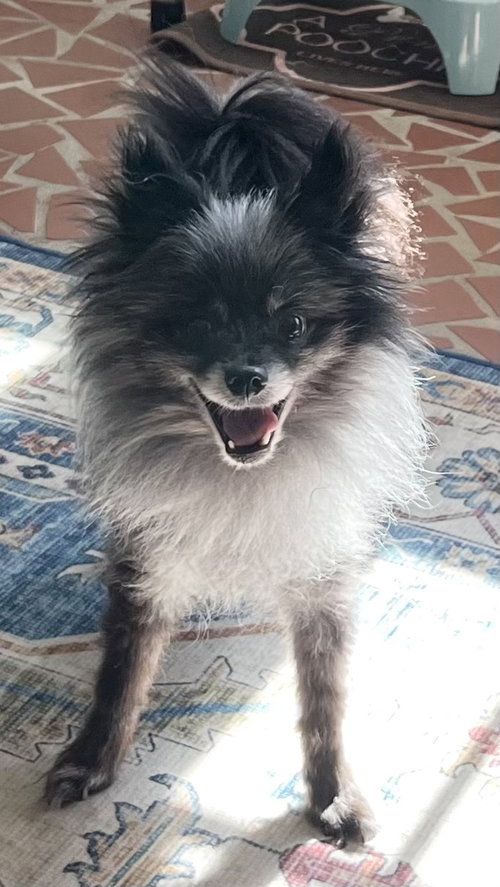 Tank Jr, photo 6