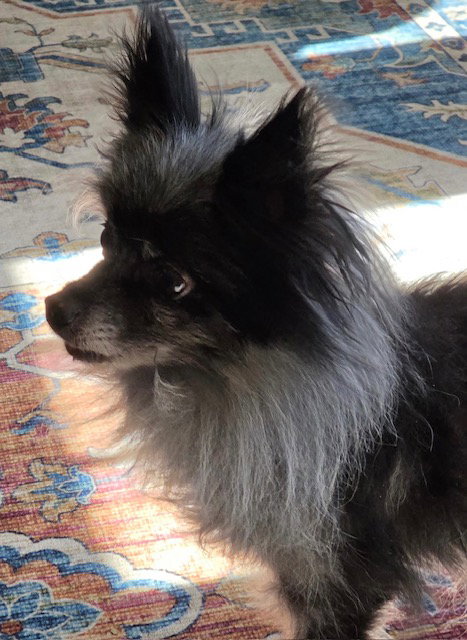 Tank Jr, photo 7