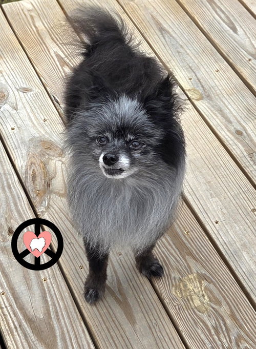 Tank Jr, an adoptable Pomeranian in Lebanon, PA