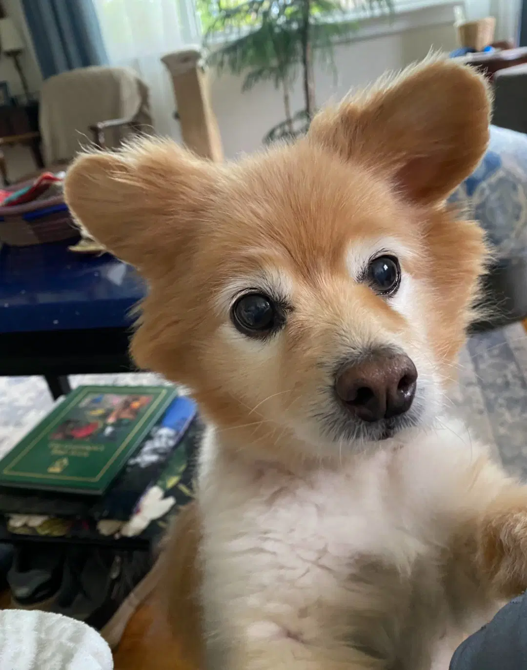 Yoko image 2