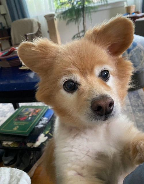 Yoko photo 2