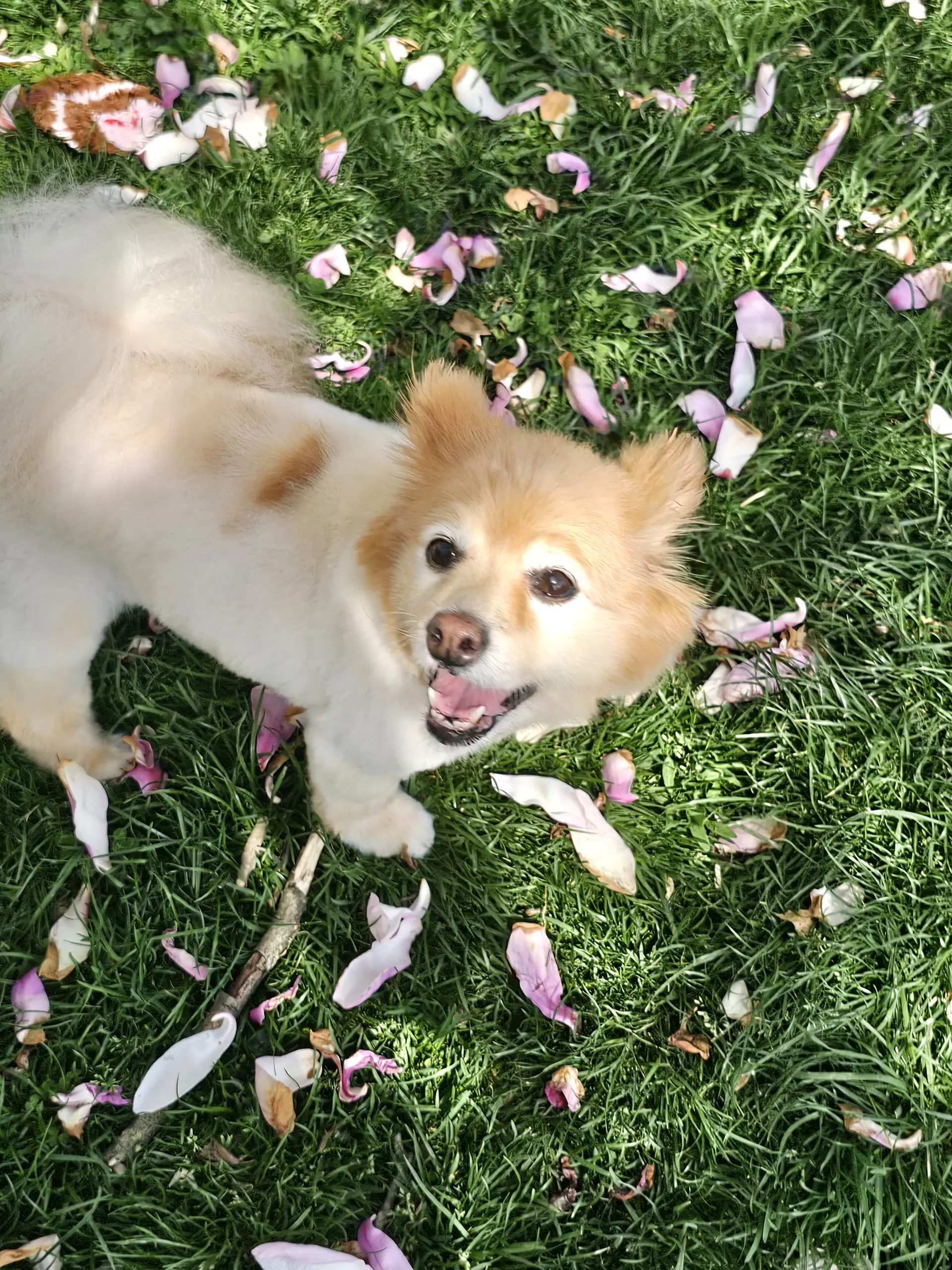 Yoko image 3