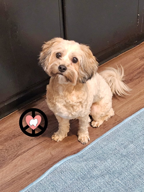 Zoe, an adoptable Shih Tzu in Lebanon, PA
