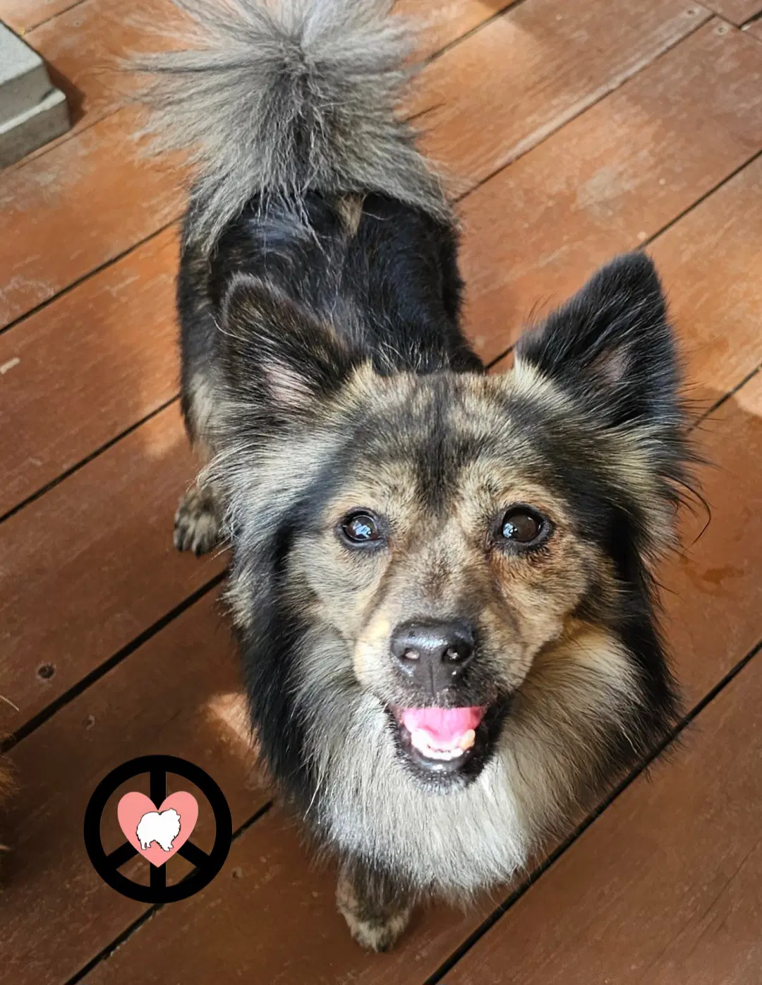 George - Pomeranian