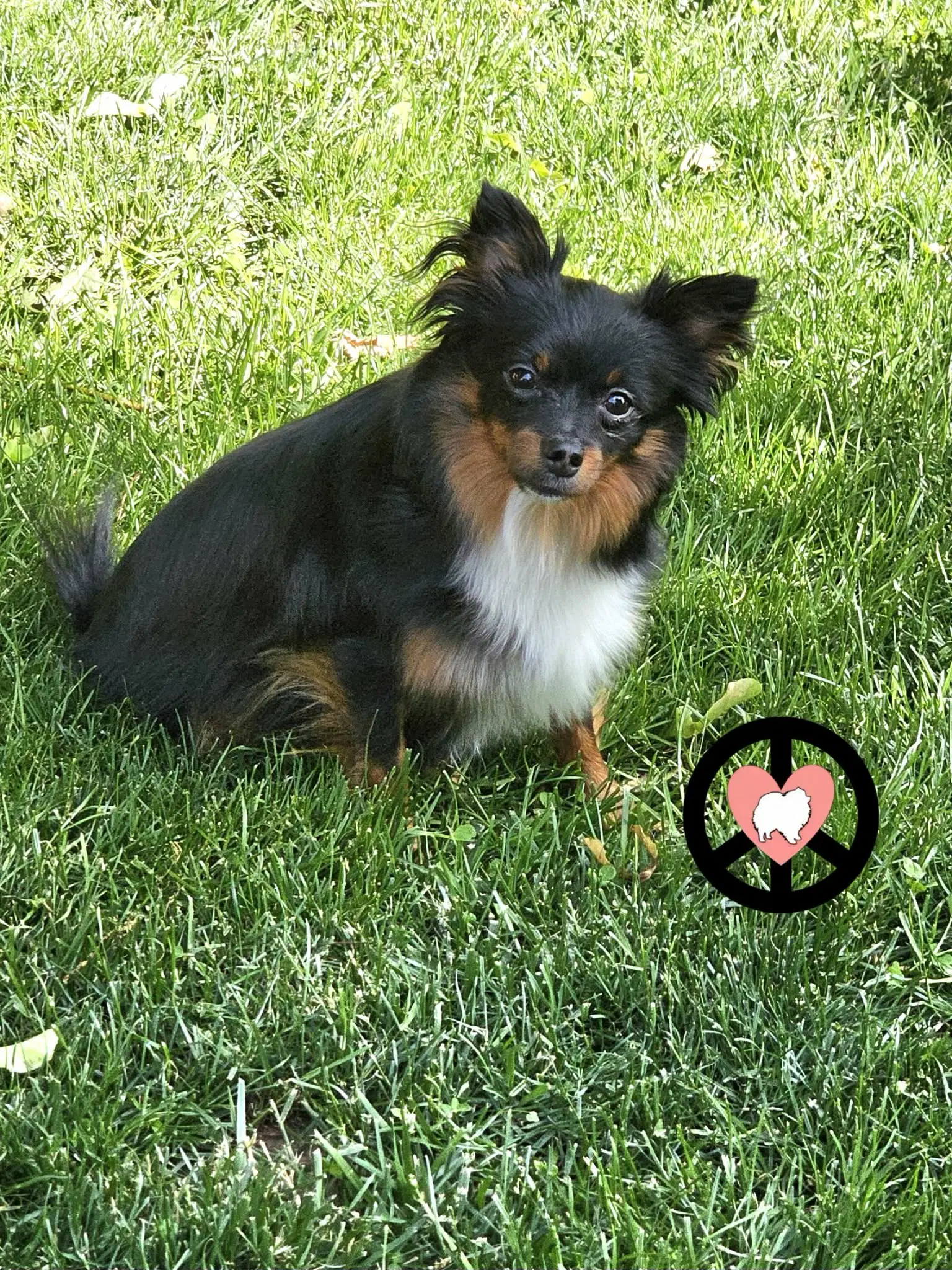 Luna Lee image 2