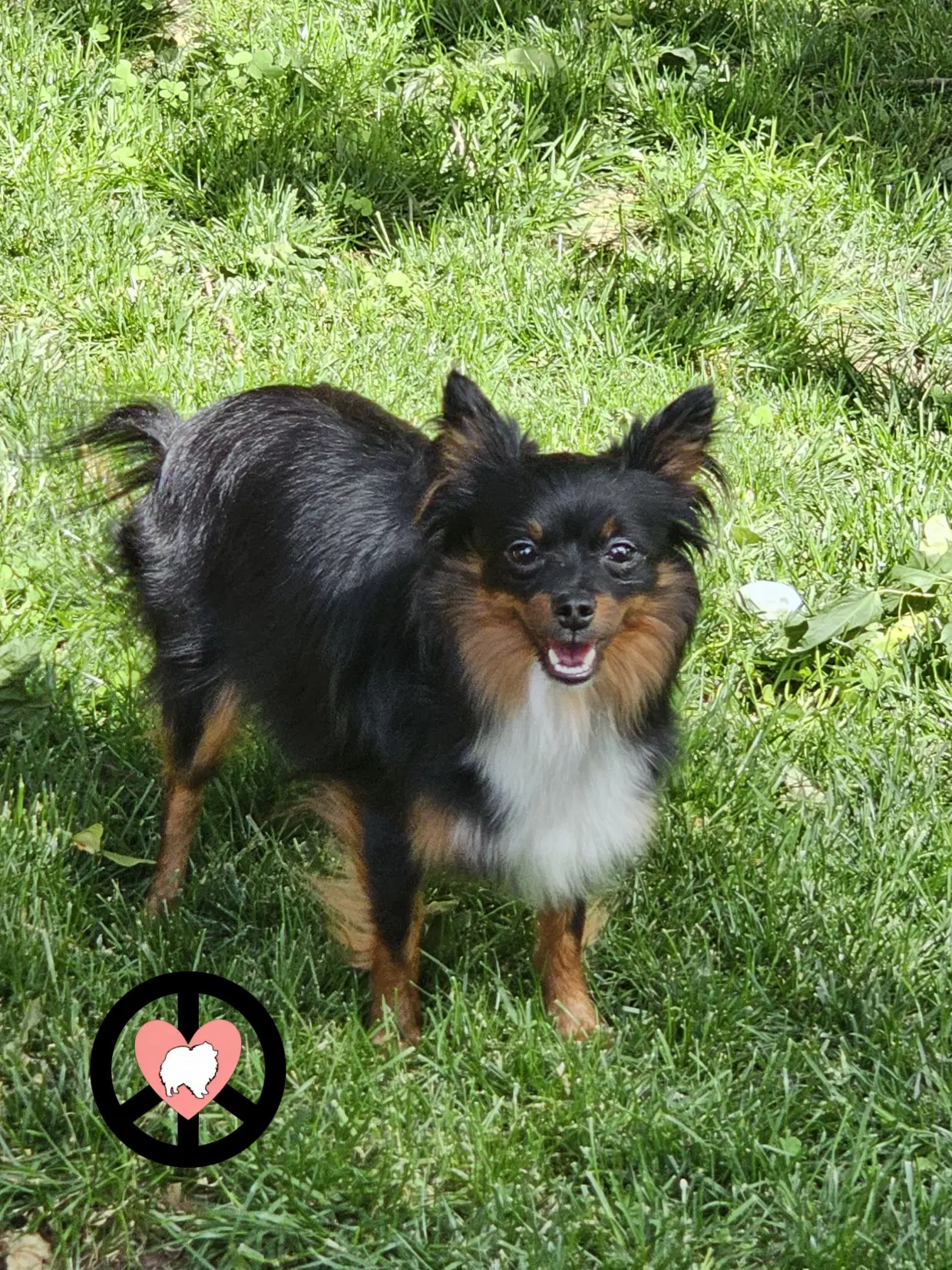 Luna Lee - Pomeranian