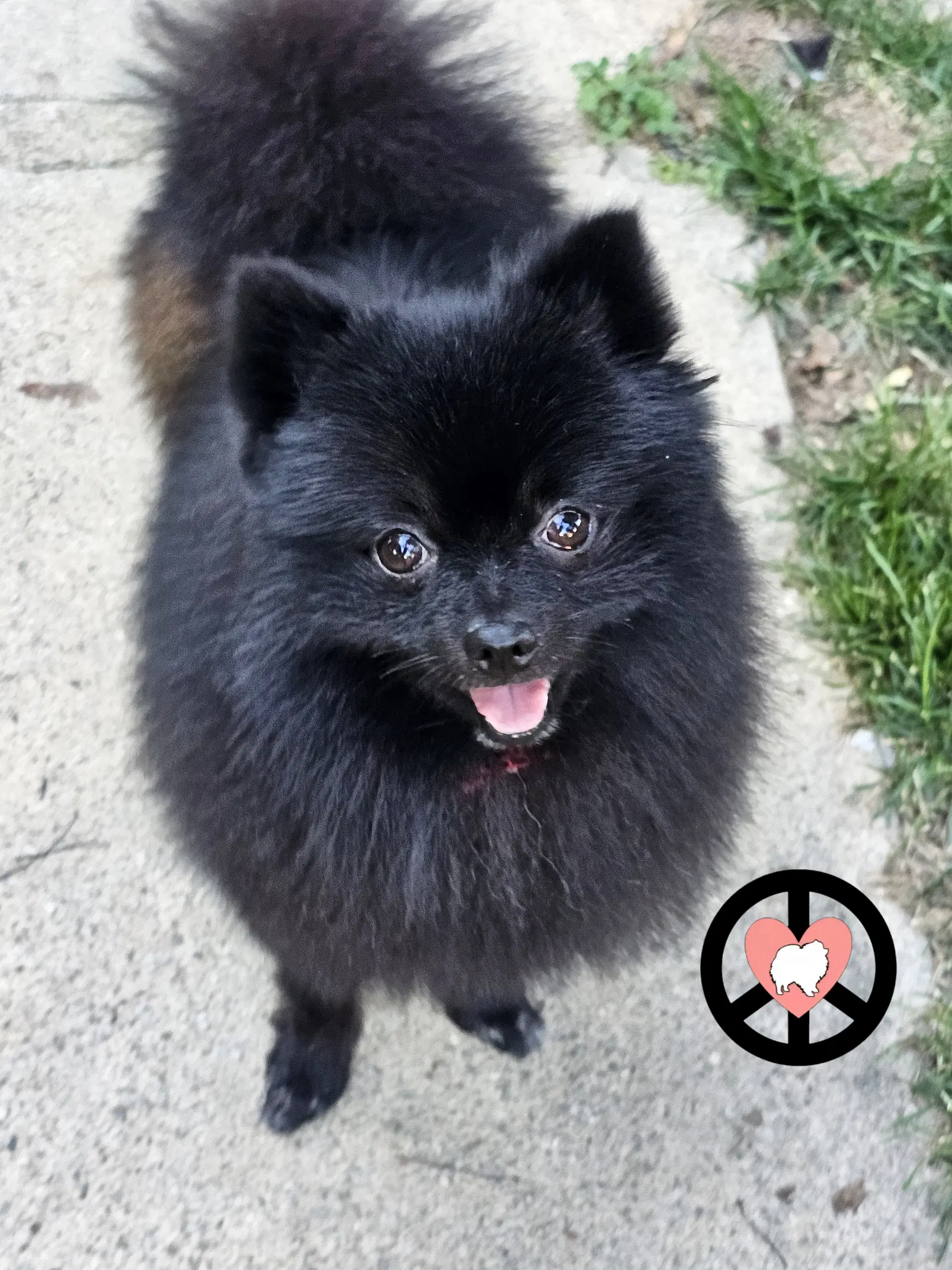 Kai - Pomeranian