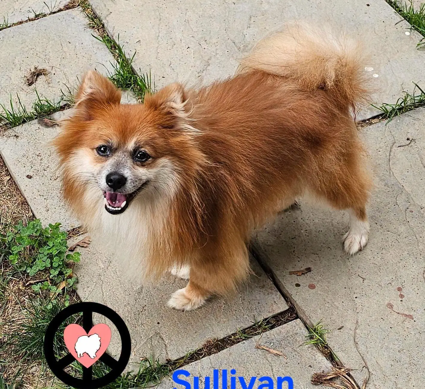 Sullivan image 2
