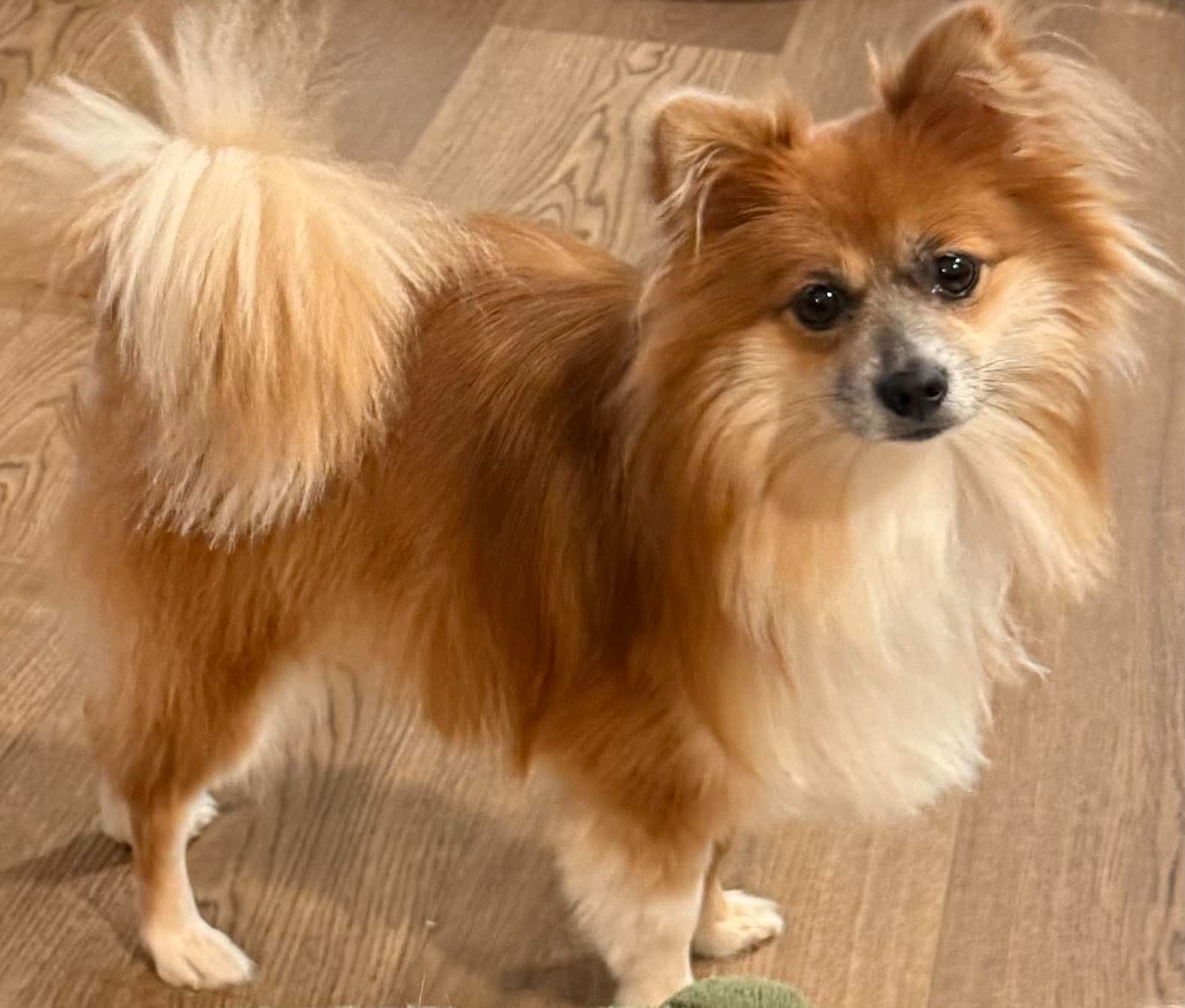 Sullivan, Pomeranian