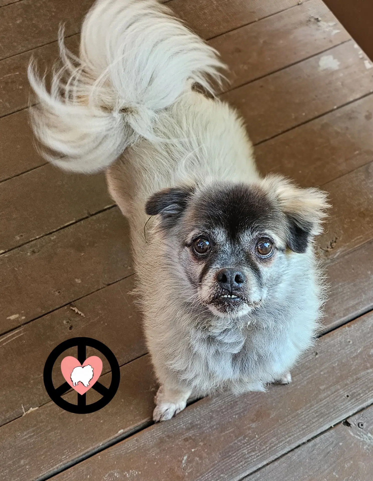 Bahama - Pomeranian