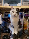 adoptable Cat in harpers ferry, WV named Lailo