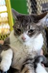 adoptable Cat in harpers ferry, WV named Rupert