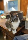 Piper