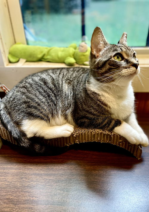 Piper