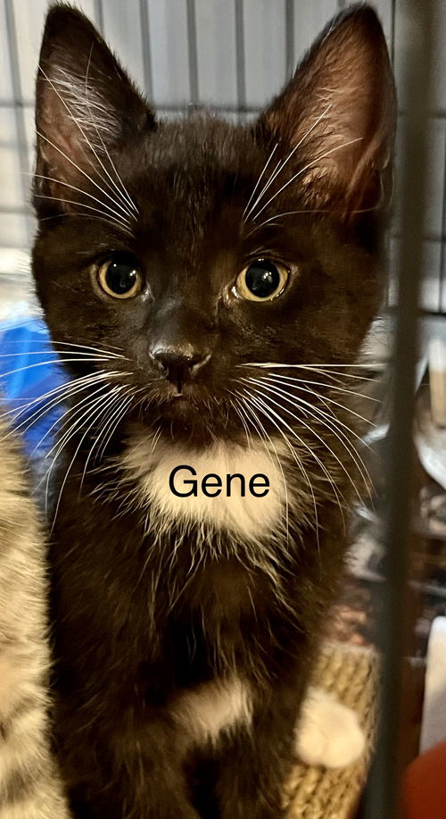 Gene